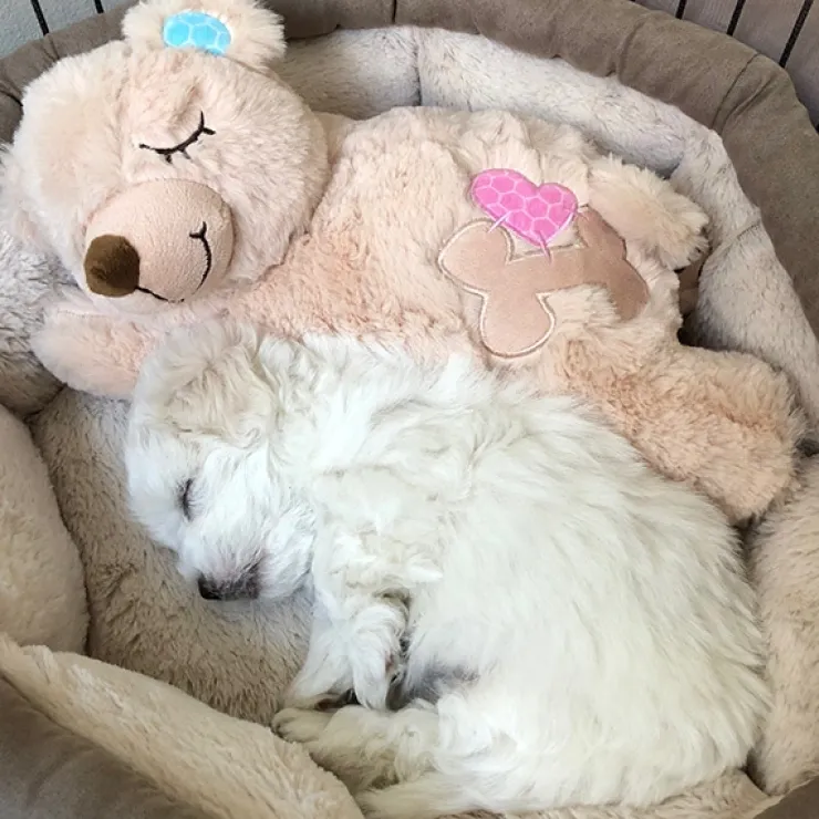 AFP Little Buddy Warm Bear