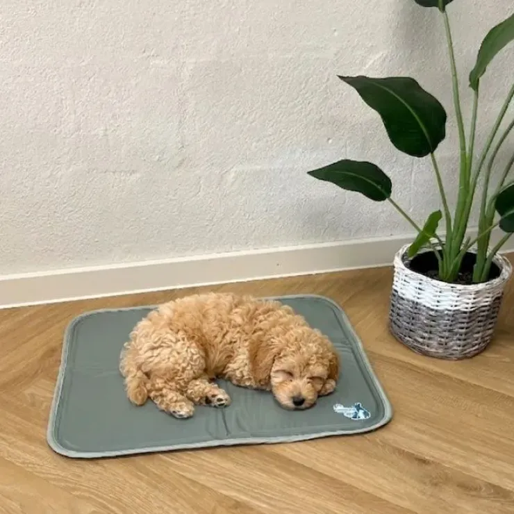 CoolPets Premium Kølemåtte | Citronella og Eukaluptus