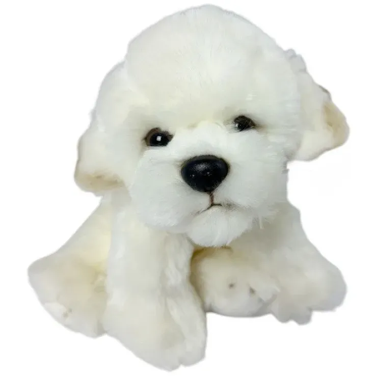 Coton de Tulear /Bichon Frise bamse/Ollie