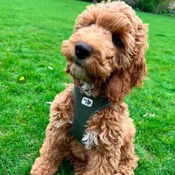 Curli Clasp Air Mesh Step-in Hundesele