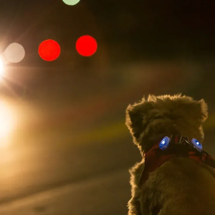 Curli LED safety lights | 2 stk
