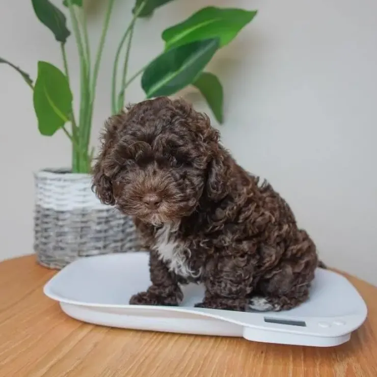 Digitalvægt til hvalpe | op til 15 kg.