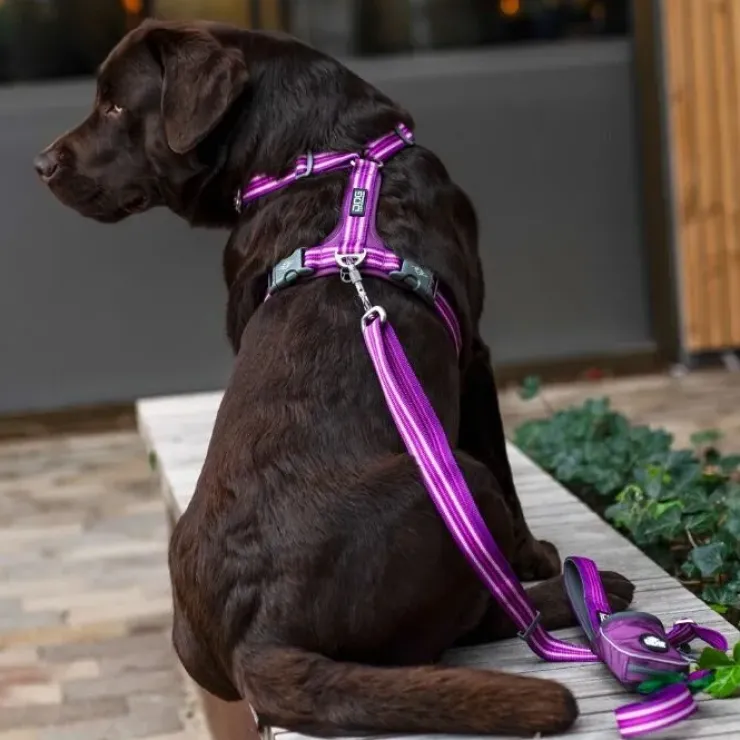 DOG Copenhagen Comfort Walk Air™ selen | Step in