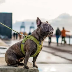 DOG Copenhagen | Comfort Walk Go Sele