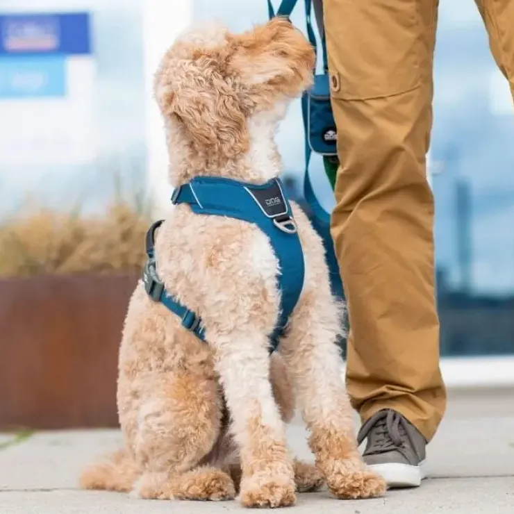DOG Copenhagen Comfort Walk Pro hundesele