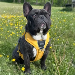 DOG Copenhagen Comfort Walk Pro hundesele