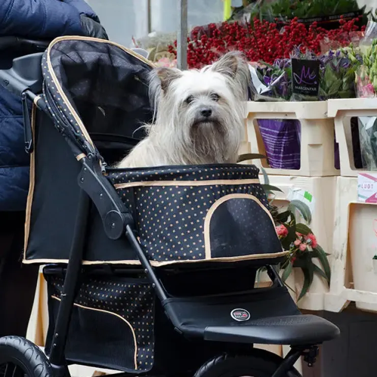 InnoPet Adventure | Hundeklapvogn