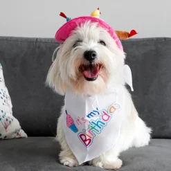 It's my Birthday Bandana | Hvid