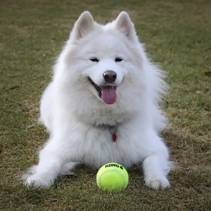 KONG AirDog Squeaker Tennisbold L