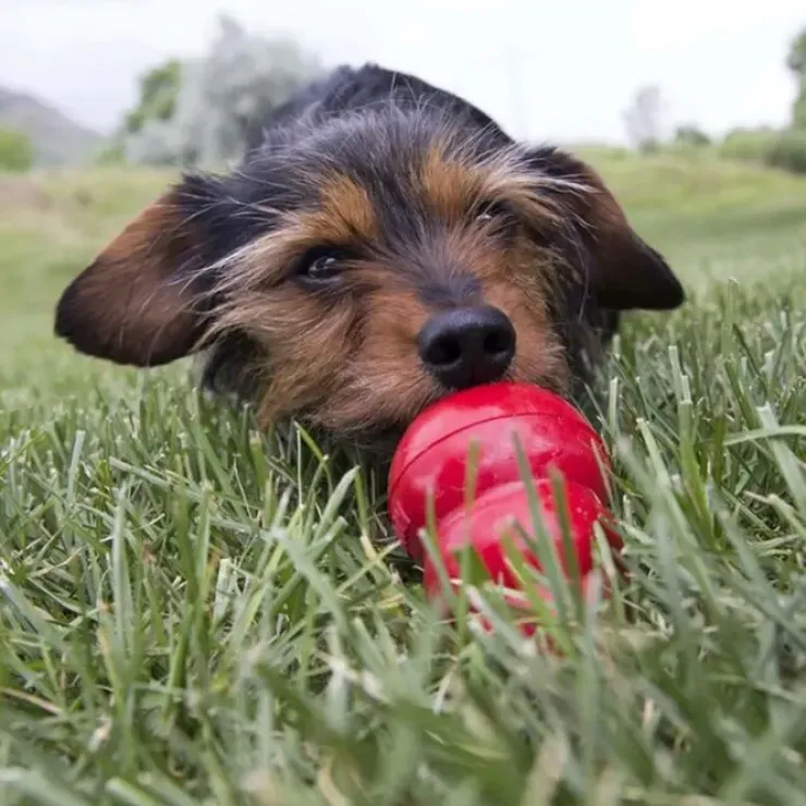 Kong Easy Treat