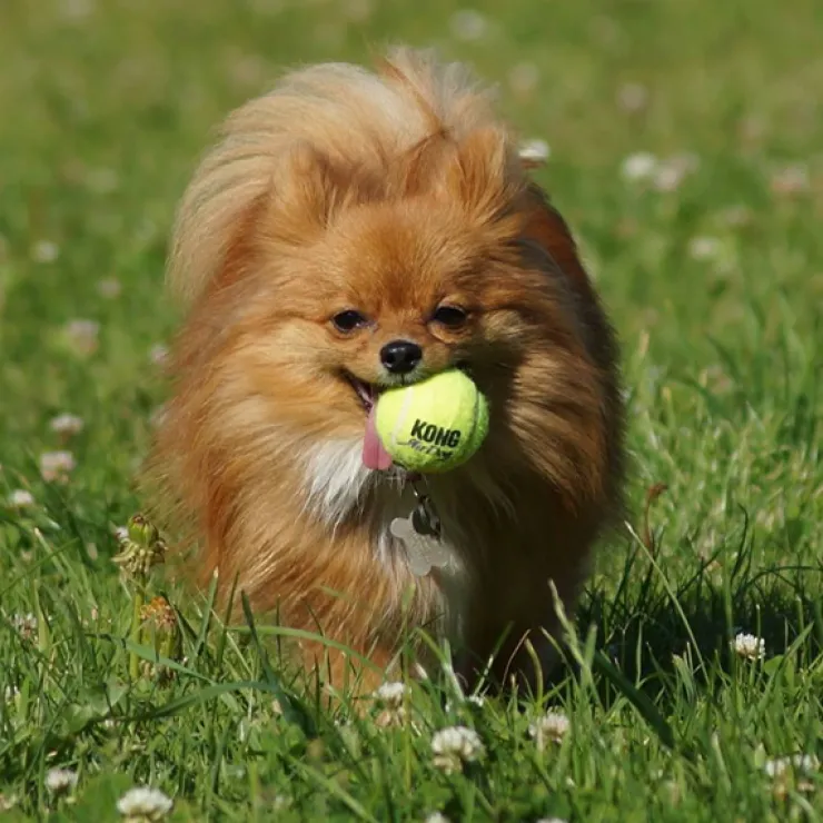 KONG mini tennisbold med piv | Net m. 3 stk