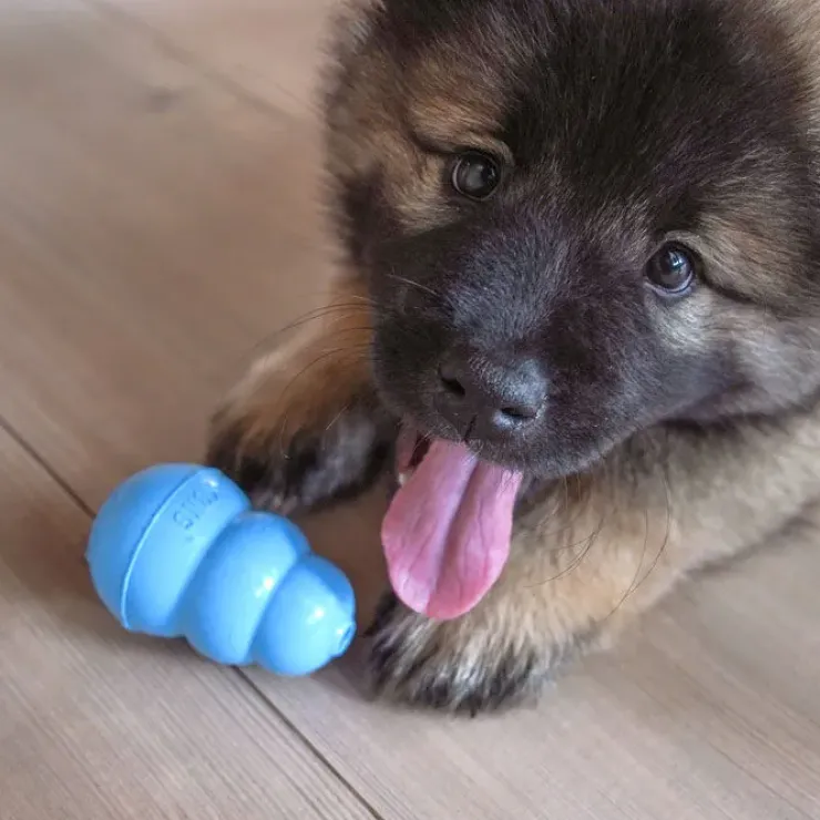KONG Puppy Small| hvalpelegetøj