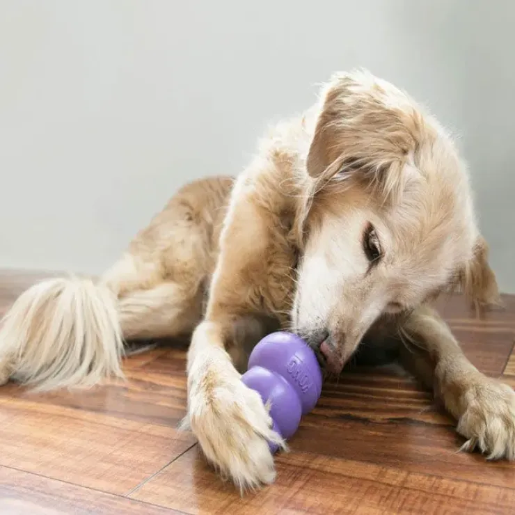 Kong Senior