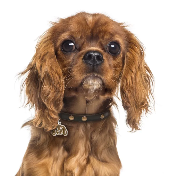 My Family | Hundetegn Cavalier King Charles Spaniel