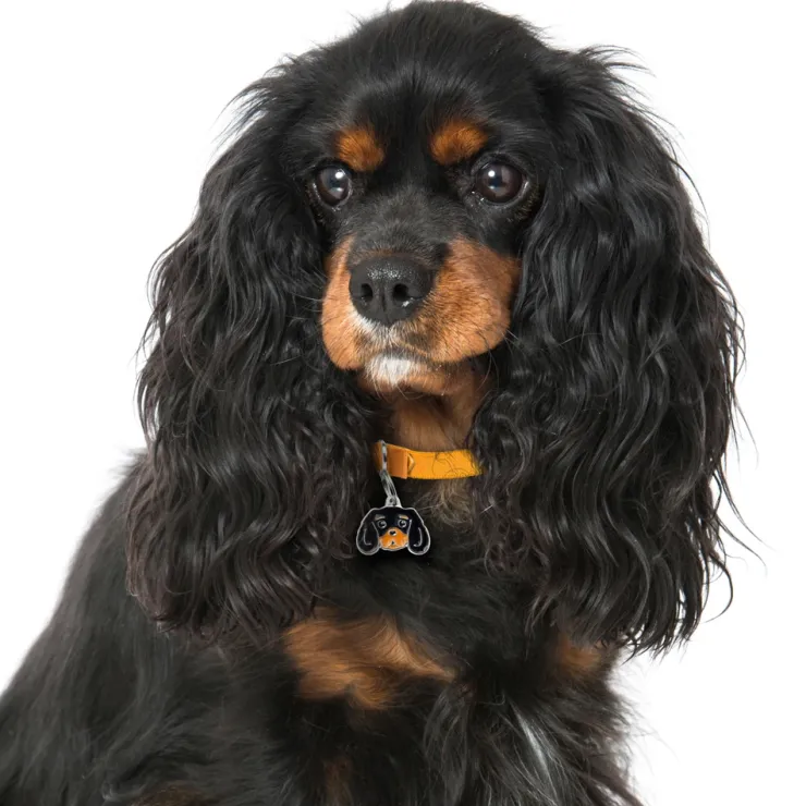 My Family | Hundetegn Cavalier King Charles Spaniel