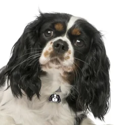 My Family | Hundetegn Cavalier King Charles Spaniel