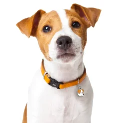 My Family | Hundetegn Jack Russell