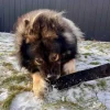 Njord Pet Oksestrimler |1 stk