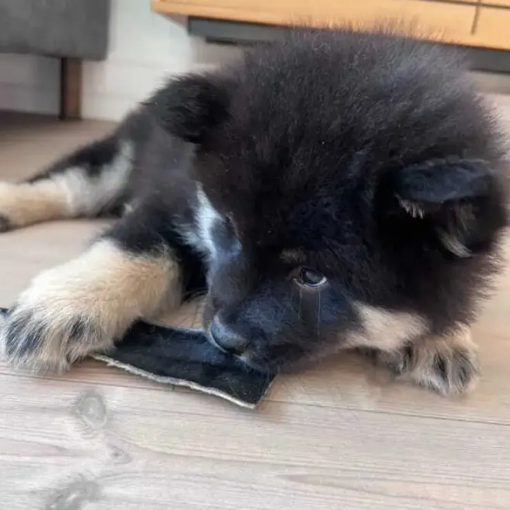 Njord Pet Oksestrimler |1 stk