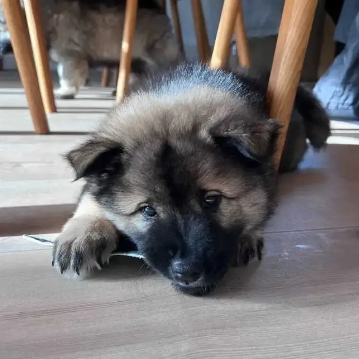 Njord Pet Oksestrimler |1 stk