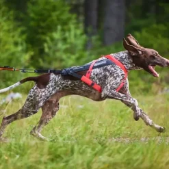 Non-Stop Dogwear Freemotion Harness 5.0 Pink | OUTLET
