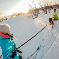 Non-Stop dogwear Touring Bungee Leash | OUTLET