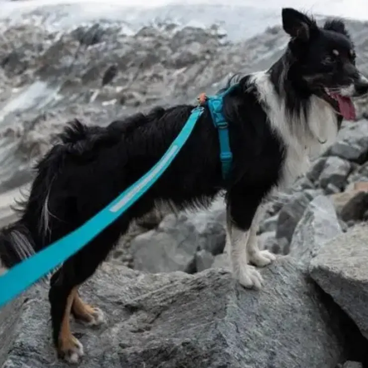Non-Stop dogwear Touring Bungee Leash | OUTLET