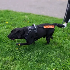Ollipet Adventure Hundesele Sort str. XL, OUTLET