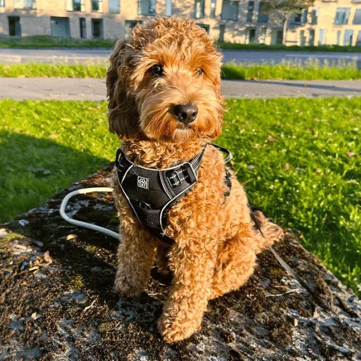 Ollipet Adventure Hundesele Sort str. XL, OUTLET
