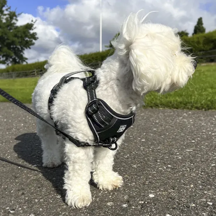 Ollipet Adventure Hundesele Sort str. XL, OUTLET