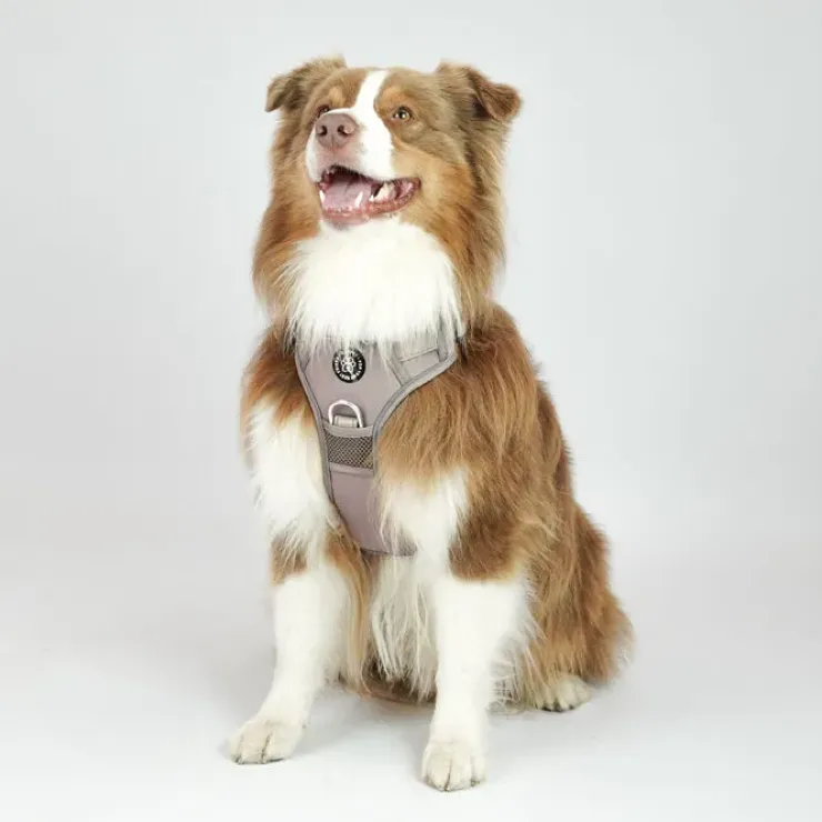Ollipet Adventure Hundesele Sort str. XL, OUTLET