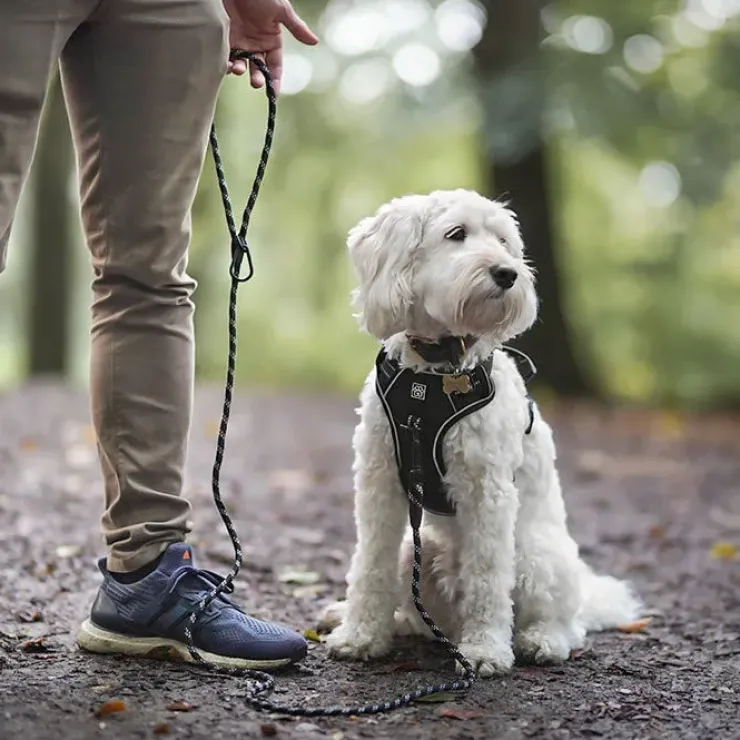 Ollipet Adventure Hundesele Sort str. XL, OUTLET