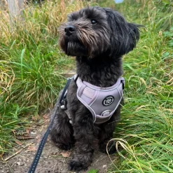 Ollipet Adventure Hundesele Sort str. XL, OUTLET