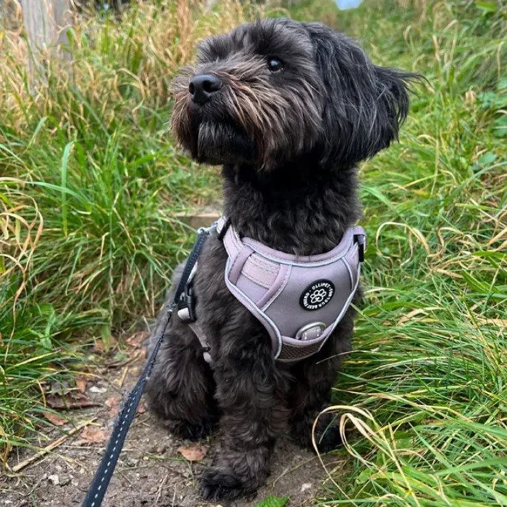 Ollipet Adventure Hundesele Sort str. XL, OUTLET