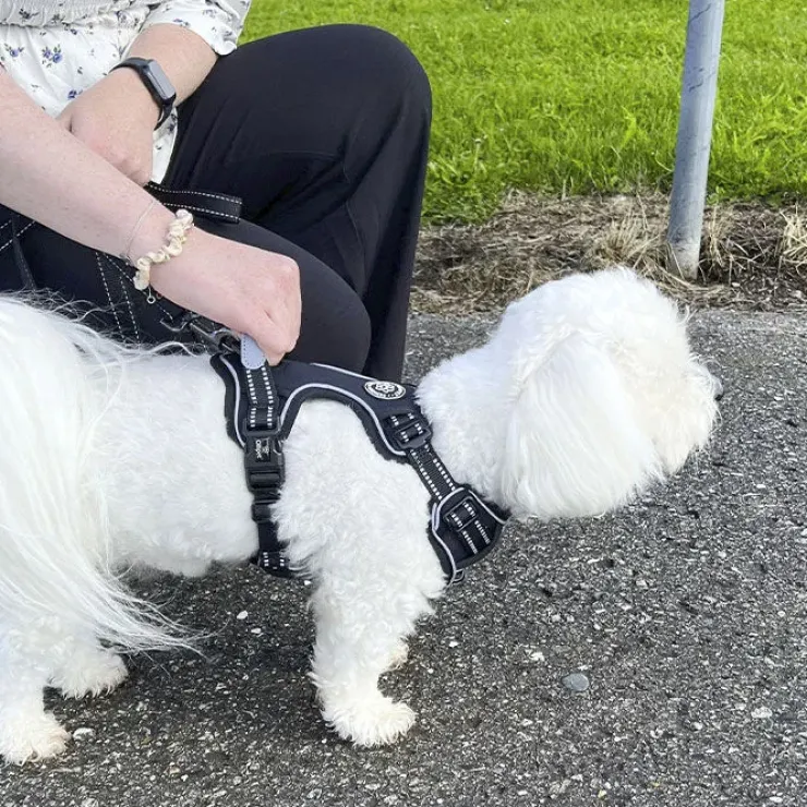 Ollipet Adventure Hundesele Sort str. XL, OUTLET