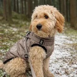 Ollipet Arctic Explorer | Hundedækken