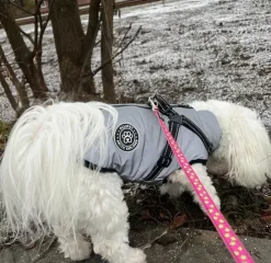 Ollipet Arctic Explorer Refleks | Vinterdækken