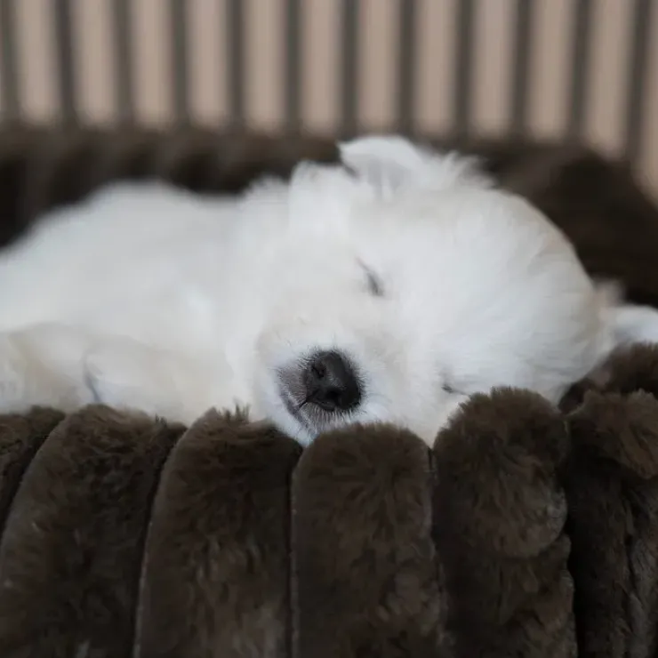 Ollipet Bella Bloom Lounge hundekurve | Flere farver