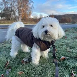 Ollipet Camel Sweater