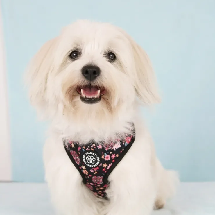 Ollipet City Lux Hundesele | Cute Hedgehog | OUTLET