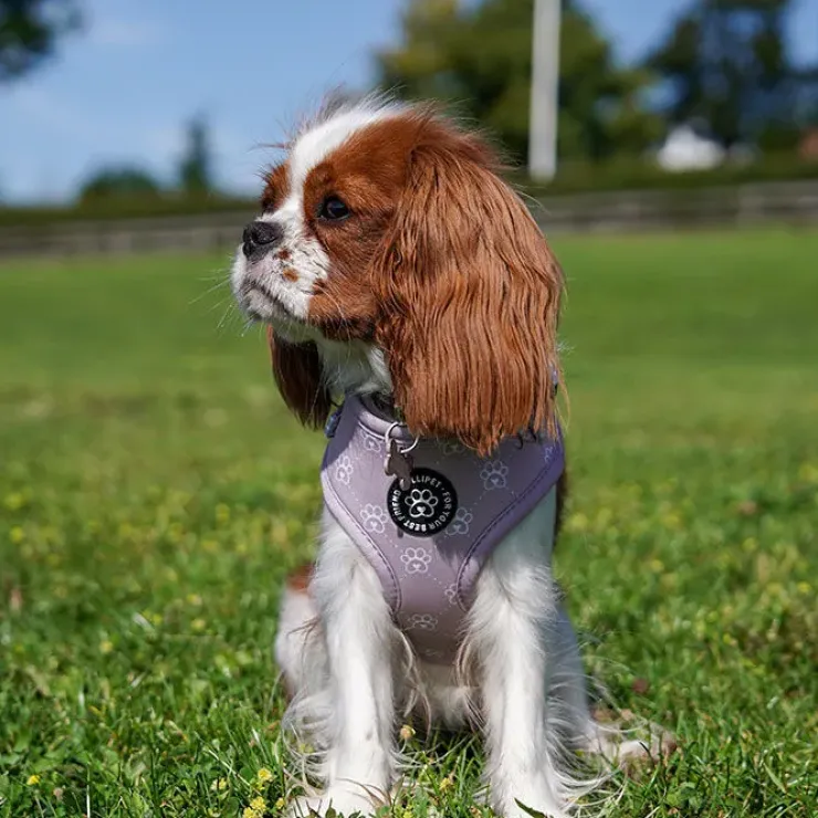 Ollipet City Lux Hundesele | Olli Paws/Dots | OUTLET