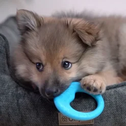 Ollipet ColorPops – Luna Loop bidering