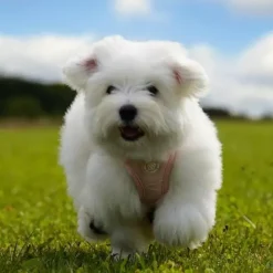 Ollipet Cute Hearts Step-in hvalpesele | Mini