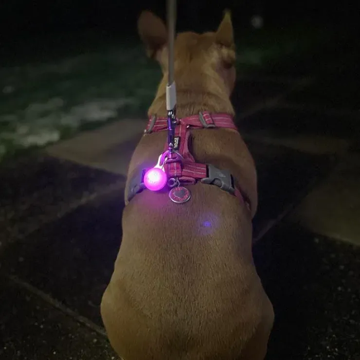 Ollipet DogBlink Safety LED