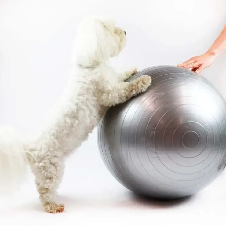 Ollipet DogFit Air | Balance Ball