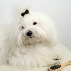 Ollipet Exclusive Tiny Miracle Brush