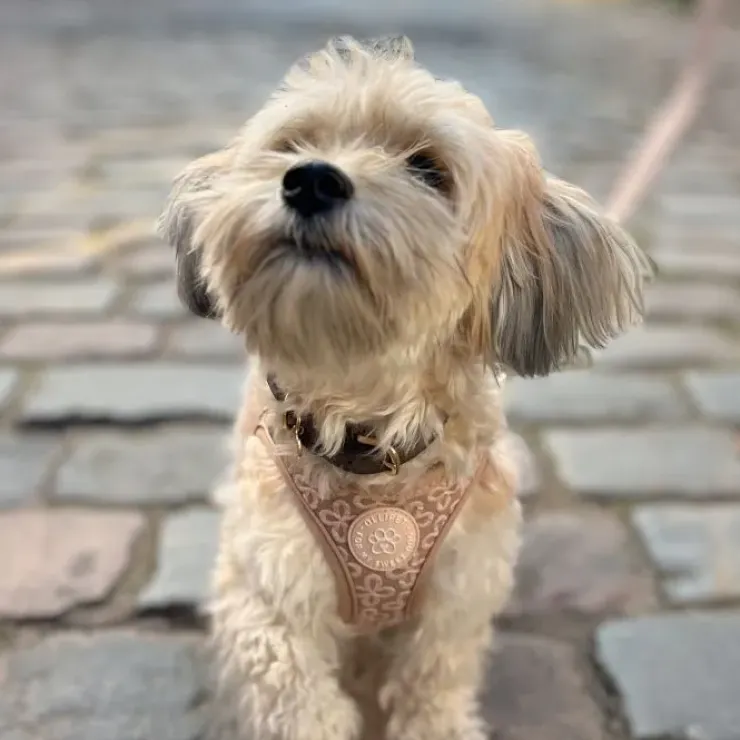 Ollipet Flora Step-in hundesele