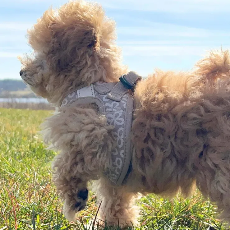 Ollipet Flora Step-in hundesele
