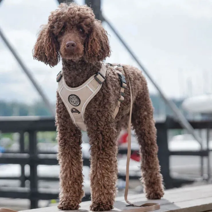 Ollipet For Wagging Tails | Adventure Hundesele 2.0