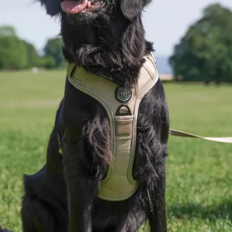Ollipet For Wagging Tails | Adventure Hundesele 2.0